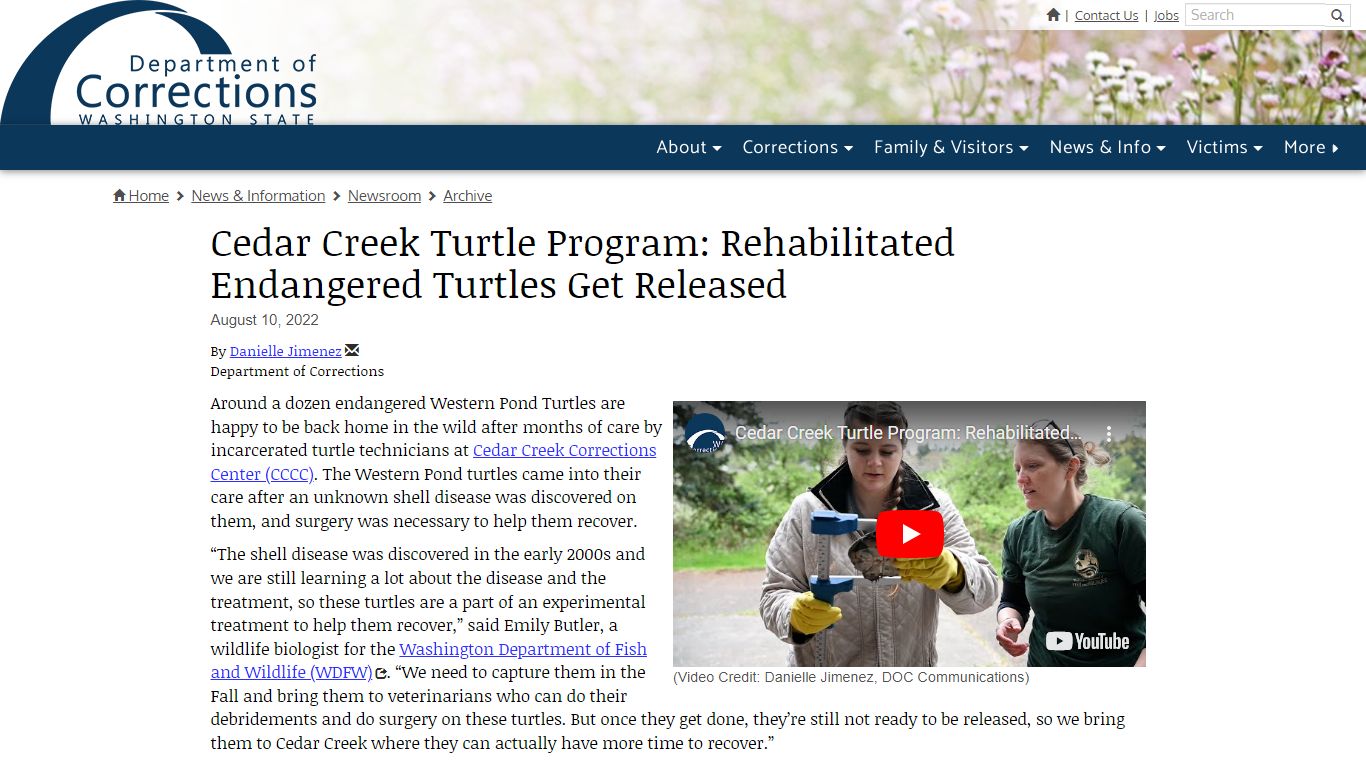 Cedar Creek Turtle Program: Rehabilitated Endangered Turtles Get ...